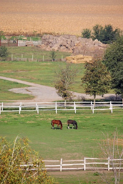 Schwarz-braunes Pferd auf Bauernhof — Stockfoto