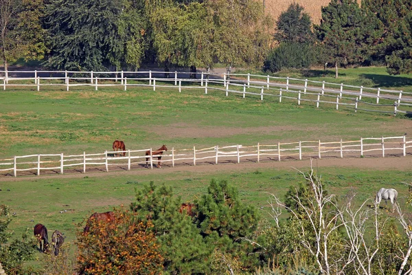 Cavalos na fazenda paisagem rural — Fotografia de Stock