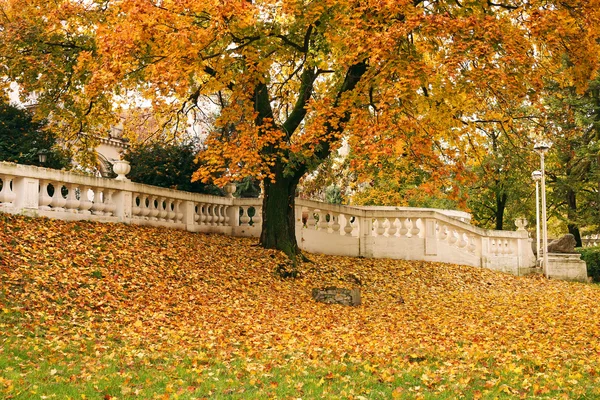 与多彩的秋天树上的叶子在公园里 — 图库照片