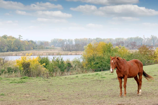 Коричневый конь на пастбище осенний сезон — стоковое фото