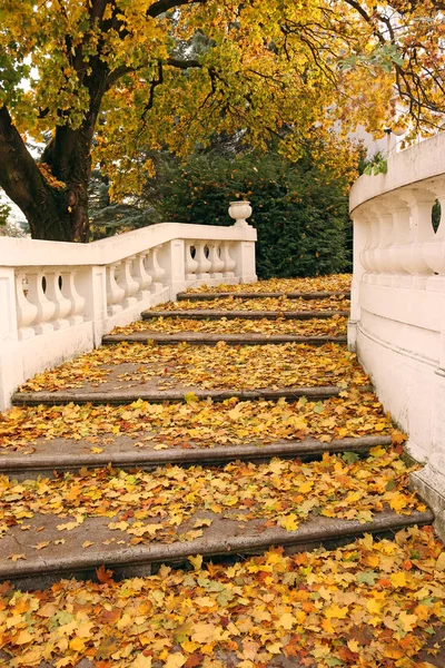 Escalera de piedra y hojas caídas temporada otoño — Foto de Stock