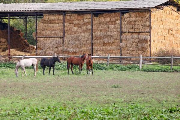 Άλογα σε γεωργικές εκμεταλλεύσεις γεωργία — Φωτογραφία Αρχείου