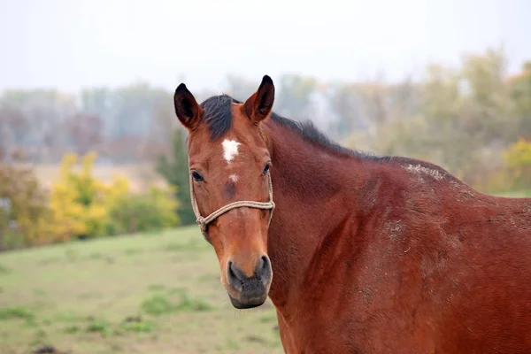 Brown horse portrait — Stock Photo, Image