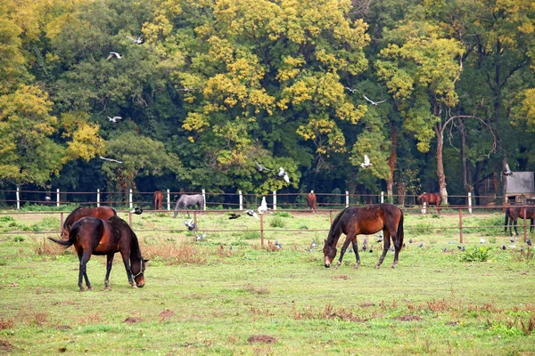 Manada de cavalos na agricultura de pasto — Fotografia de Stock