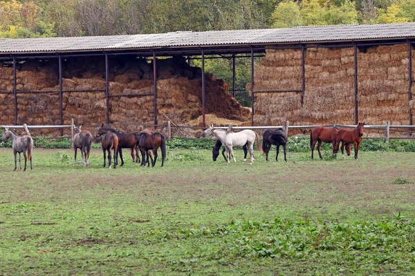 Cavalos na fazenda estação de outono — Fotografia de Stock