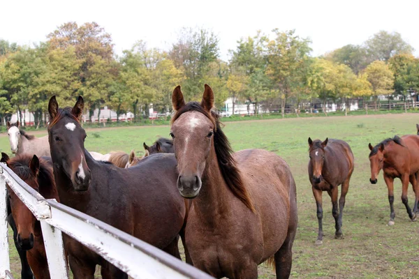 Kudde van paarden op de boerderij — Stockfoto