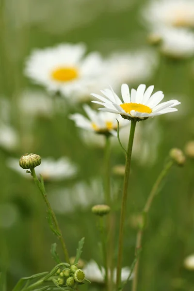 Chamomile wild flower closeup — Stock Photo, Image