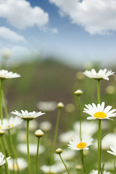 洋甘菊野花草地 — 图库照片