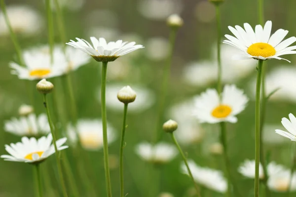 Bílá heřmánkový divoká květina jarní sezóny — Stock fotografie