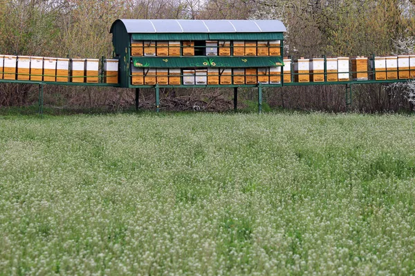Colmeias de abelhas no prado — Fotografia de Stock