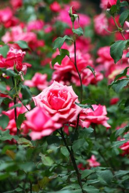 Gül Bahçe bahar mevsimi