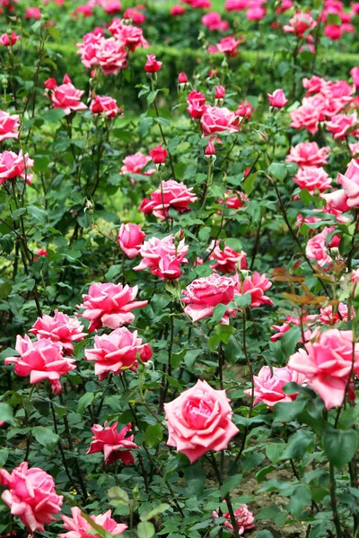 Czerwone róże ogród — Zdjęcie stockowe