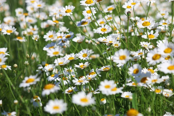 Chamomile wildflowers close up spring season — Stock Photo, Image