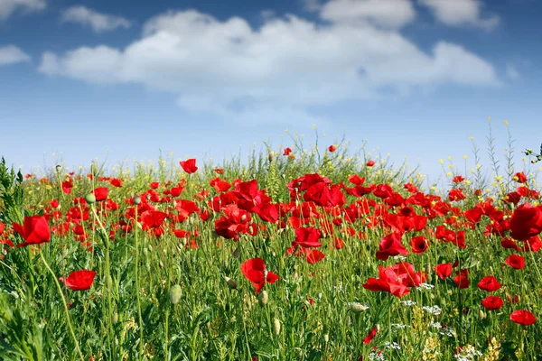 Poppies flowers meadow spring season — Stock Photo, Image