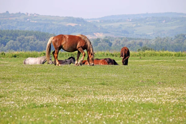 Коричневая лошадь в весенний сезон пастбищ — стоковое фото