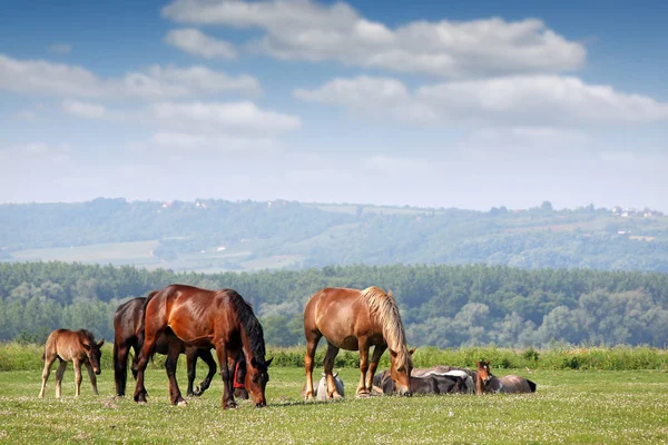 Стадо лошадей в весенний сезон пастбищ — стоковое фото