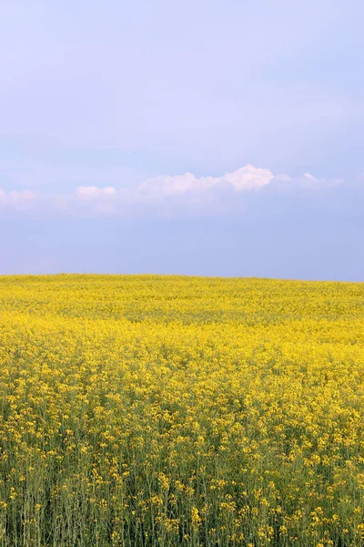 Período de primavera do campo de colza oleaginosa — Fotografia de Stock