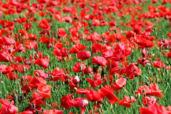 Papavers flower weide natuur achtergrond — Stockfoto