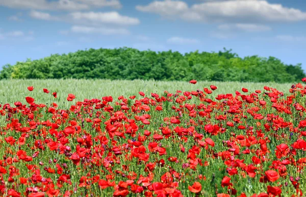 Poppies flower meadow country landscape spring season — Stock Photo, Image