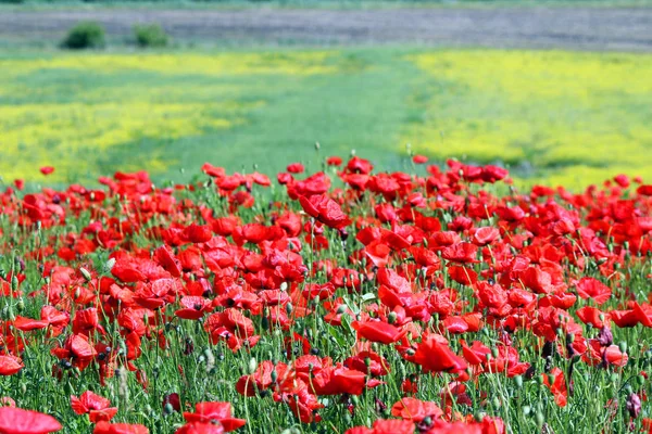 Vlčí máky kvetou luční Venkovská krajina — Stock fotografie