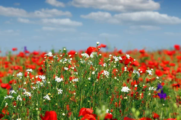 Wilde bloemen op weide lente seizoen — Stockfoto