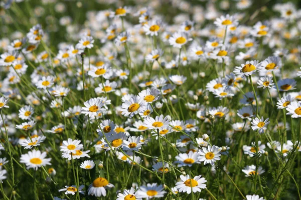 Camomille blanche champ de fleurs printemps saison — Photo