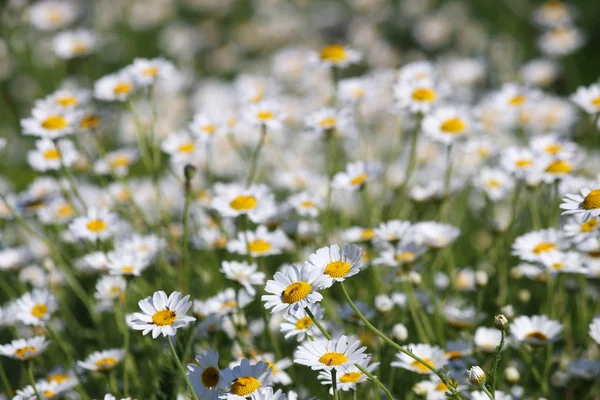 Blanc camomille fleur nature fond — Photo