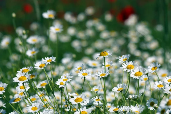 白いカモミールの花春 — ストック写真