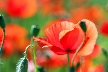 kırmızı gelincik çiçeği bahar mevsimi