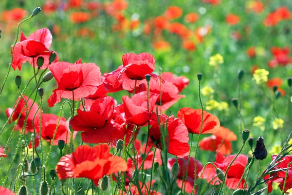 Papavers bloem field lente seizoen — Stockfoto