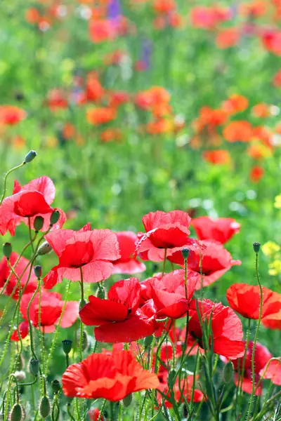 Amapolas rojas campo de flores temporada de primavera —  Fotos de Stock