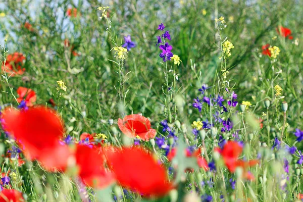 Wilde bloemen weide lente seizoen — Stockfoto