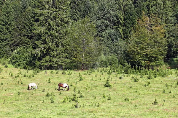 Cavalli al pascolo vicino alla foresta — Foto Stock