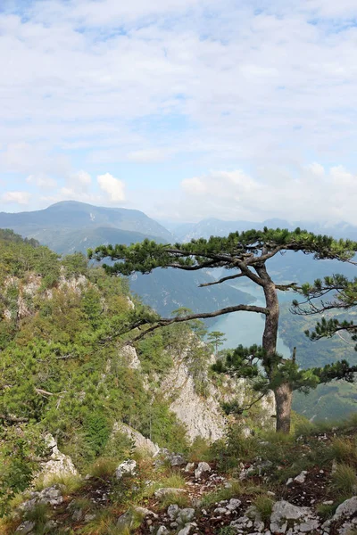 Árvore de pinheiro na paisagem montesa — Fotografia de Stock