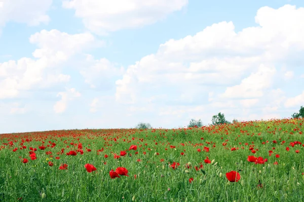 Gelincikler Çiçek Çayırları Bahar Mevsimi — Stok fotoğraf