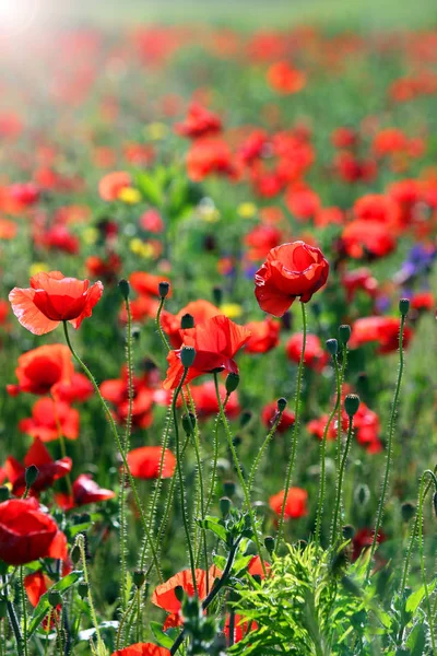 Papavers bloem weide lente seizoen — Stockfoto