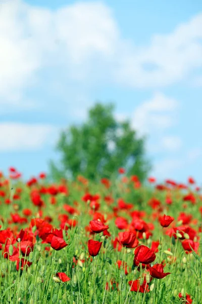 poppies flower spring season landscape