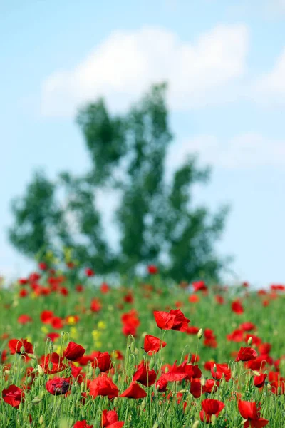 Poppies flower and tree silhouette spring season — Stock Photo, Image