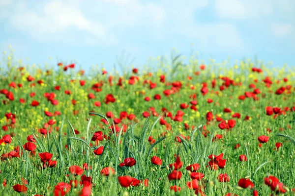 Rode papavers bloemen veld en de blauwe hemel met wolken landschap — Stockfoto