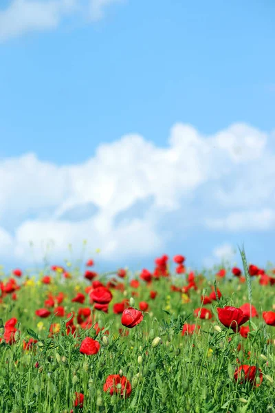 Kırmızı haşhaş çiçekleri ve mavi gökyüzü bulutlu — Stok fotoğraf