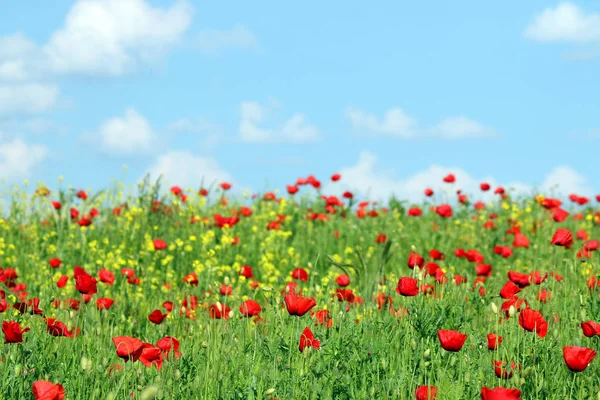 Red poppies flowers meadow and blue sky with clouds landscape — Stock Photo, Image