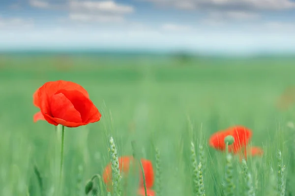 Vallmo blomma på fältet vårsäsong — Stockfoto