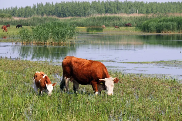 牛と川の近くの牧場の子牛 — ストック写真