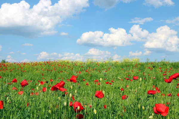 Poppies flower field and blue sky spring season — Stock Photo, Image