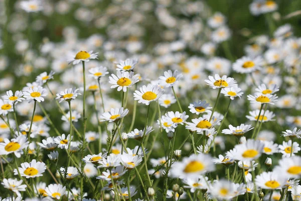 Camomille fleur champ printemps saison nature fond — Photo