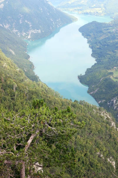 Borovice stromy lesa a říční kaňon krajina — Stock fotografie