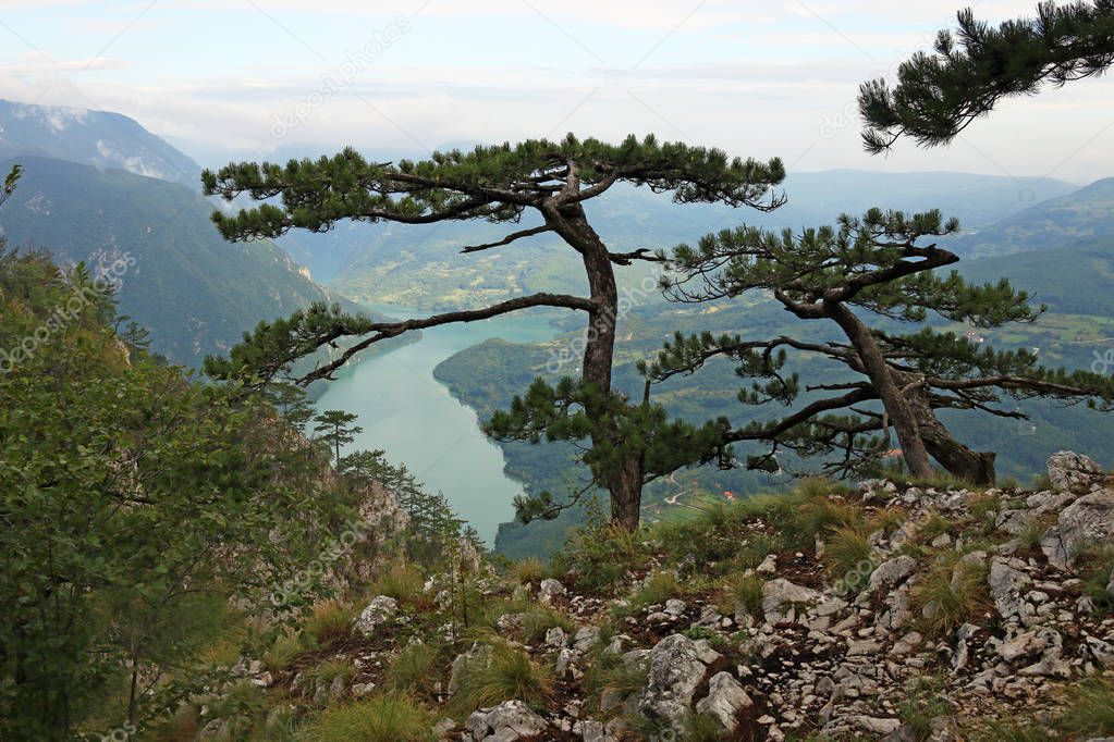Pine trees on mountain landscape