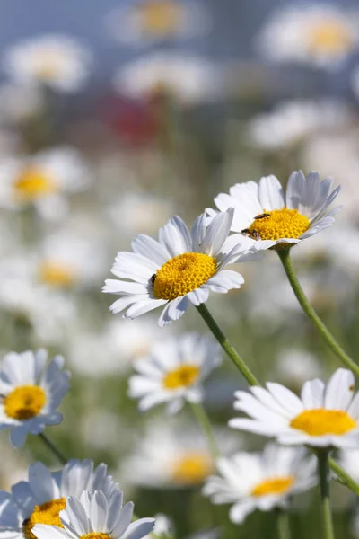 Chamomile close up spring season — Stock Photo, Image