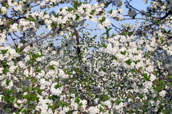 Orchard Jarní Sezóny Přírodní Pozadí — Stock fotografie