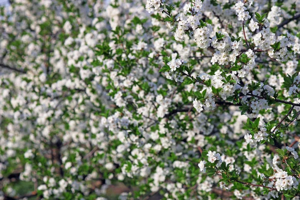 Orchard Větev Stromu Květy Jarní Sezóny Příroda — Stock fotografie